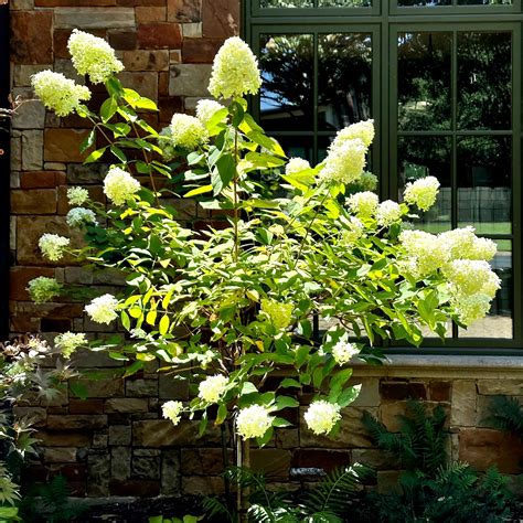 Hydrangea Limelight Garden Gallery