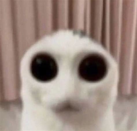 Image result for Scared Cat PFP
