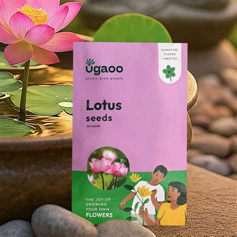 Lotus Seeds – Ugaoo
