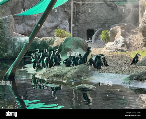 Budapest, Hungary - 13.07.2022: Flock of penguins stands on the shore ...