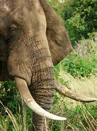 Image result for African and Indian Elephant