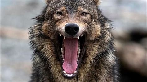 Wolves Transforms 的图像结果