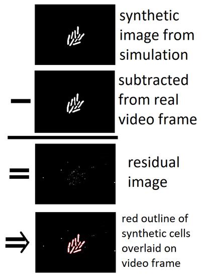No Cell Left behind: Automated, Stochastic, Physics-Based Tracking of ...