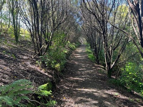 Should there be more memorial trees in the Bush Park and, if so, where ...