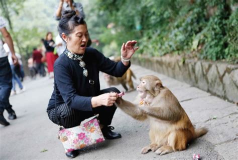 黔灵山上猴子竟然也有“帮派”！它们的江湖是怎样的？