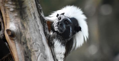 Several Critically Endangered Monkeys Die At Zoo In Two Days — What's Going On - Wide Open Spaces