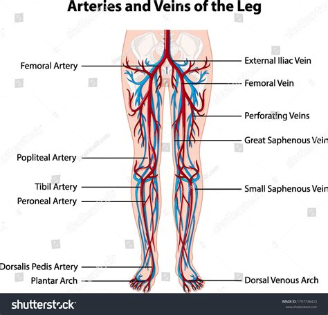 Arteries Veins Leg Illustration Stock Vector (Royalty Free) 1797736423 ...