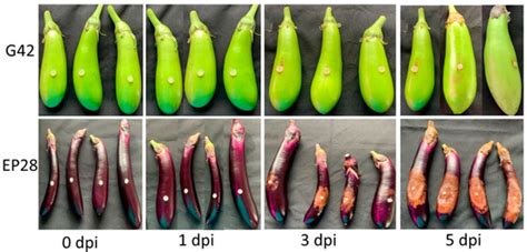 Transcriptomic Analysis of Resistant and Susceptible Eggplant Genotypes ...