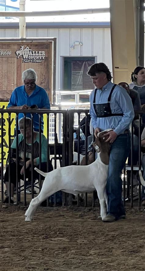 Hempstead ISD FFA Students Compete in Waller County Fair | Hempstead ISD