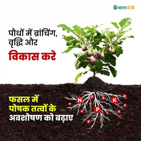 FMC Miracle Triacontanol 0.1% EW Plant Growth Promoter