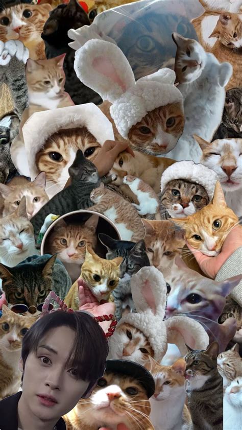 leeknow and his cats fr😝 #sooniedoongiedori #soonie #doongie #dori # ...