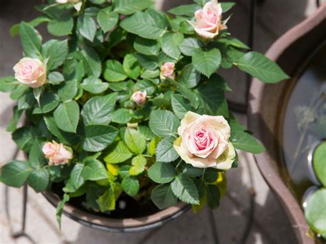 Growing Roses In Containers: How To Care For Roses Planted In Containers