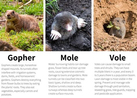 Identifying Moles Vs Voles | What Does a Vole Look Like? Identification ...