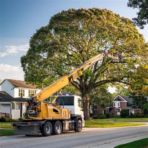 Tree Removal Cost 的图像结果