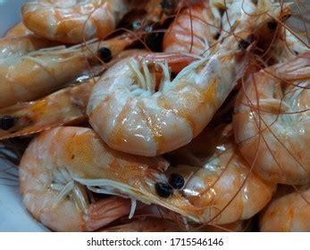 Image result for Class Crustacea