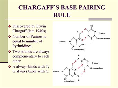 CHEMISTRY NUCLEIC ACID.ppt