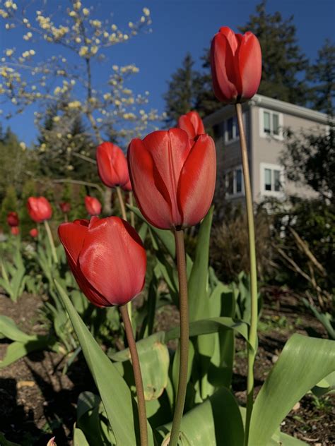 Episode 42: Spring color begins in the fall with bulb planting - Valley ...