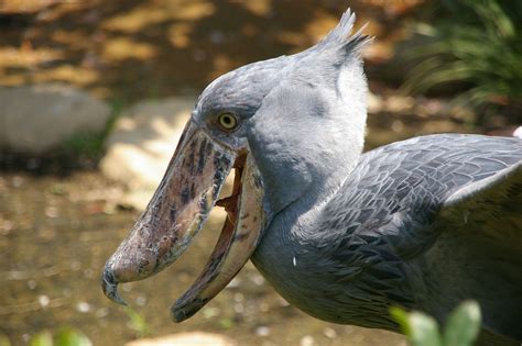 Shoebill | Bird | Laura Erickson's For the Birds
