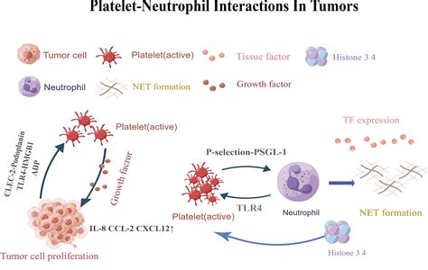 Frontiers | Effects of the interactions between platelets with other cells in tumor growth and ...