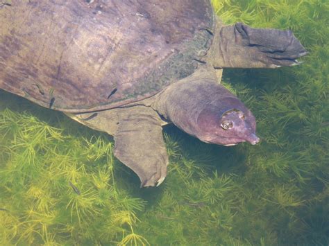 The fascinating Florida Softshell Turtle – Reason and Nature
