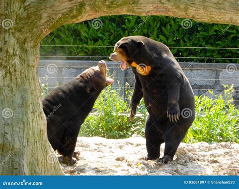 Two Malayan Sun Bears Roaring Stock Image - Image of leather, angry ...