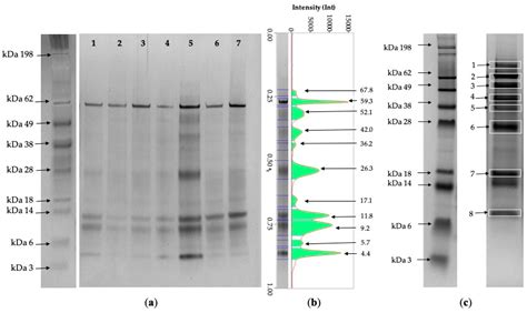 What Does Low Specific Gravity Of Urine Mean In Dogs