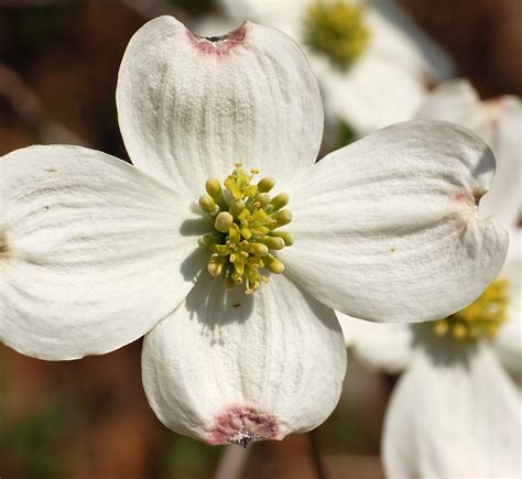Flower Photos: Flowering Dogwood