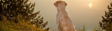 Download wallpaper water, mood, dog, section dog in resolution 3840x1080