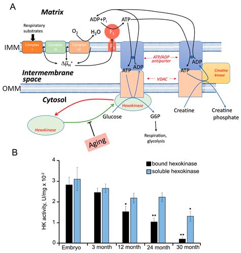 Six Functions of Respiration: Isn’t It Time to Take Control over ROS ...