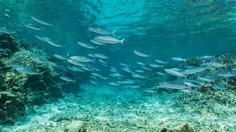 Coral Reefs: The Rainforests of the Ocean - 4ocean