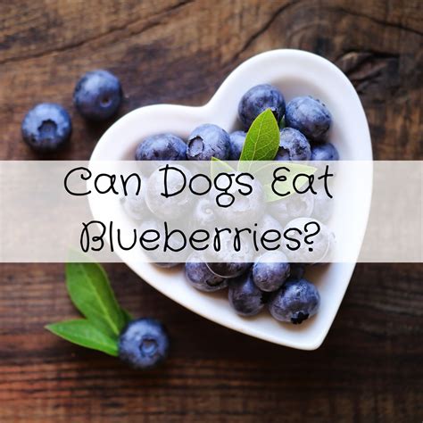 Can Dogs Eat Blueberries