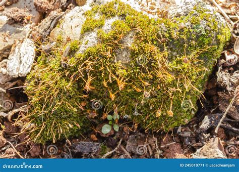 Close-up of Carpet Moss Growing on a Stone Stock Image - Image of ...