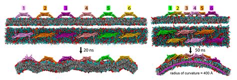 Coarse-Grained Models for Protein-Cell Membrane Interactions