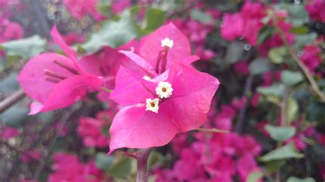 Sony Xperia Z1 Compact Review : The right way to go compact