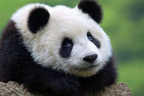 Image result for Pandas Exponential Smoothing