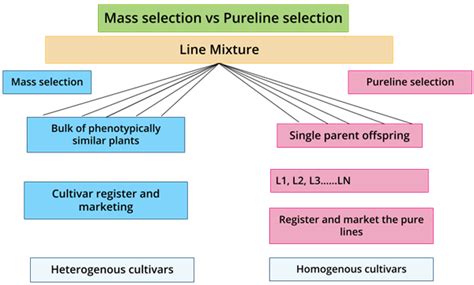 Pureline selection and clonal selection — lesson. Science State Board ...