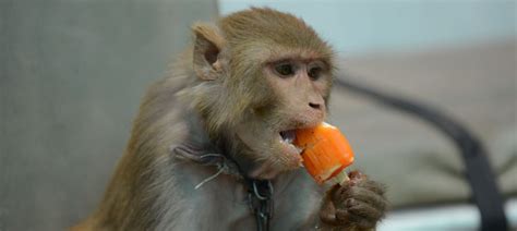 Using monkeys for research is justified – it gives us treatments that ...