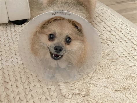 Image result for Dog Separation Anxiety Problem