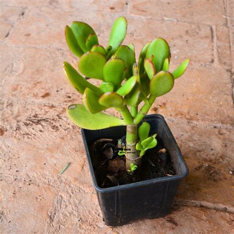 Jade Plant