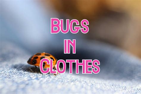 19 Bugs Found in Clothes (Some Can Eat Your Clothes)