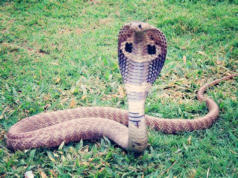 King Cobra Standing Upright Gives Jitters to Netizens