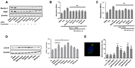 Identification of Small Molecules Inhibiting Cardiomyocyte Necrosis and ...