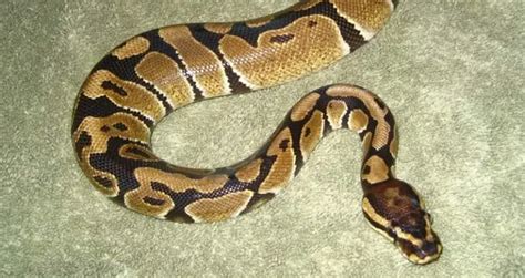 Image result for Spotnose Ball Python