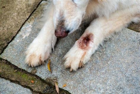 Image result for Dog Infested with Maggots