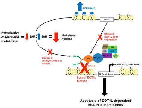 Cells | Special Issue : Hematopoiesis and Stem Cells