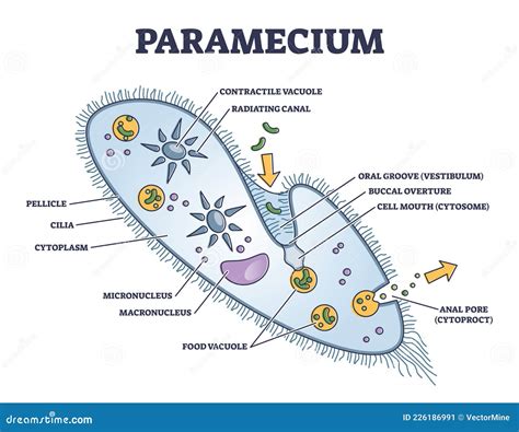 Paramecium Stock Photography | CartoonDealer.com #81548072