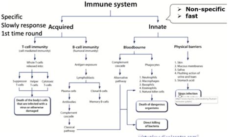 Image result for Complement Innate Immunity
