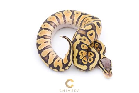 Image result for Pastel Zebra Ball Python