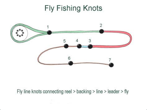 Image result for Loop to Loop Knot On Fly Line