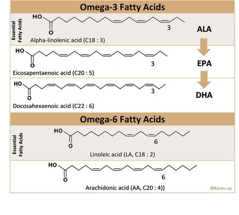 Omega 3 Ala Vs Dha Epa at Lillian Hall blog